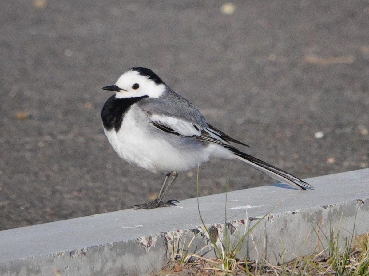 White Wagtail (Transbaikalian) - ML637216498