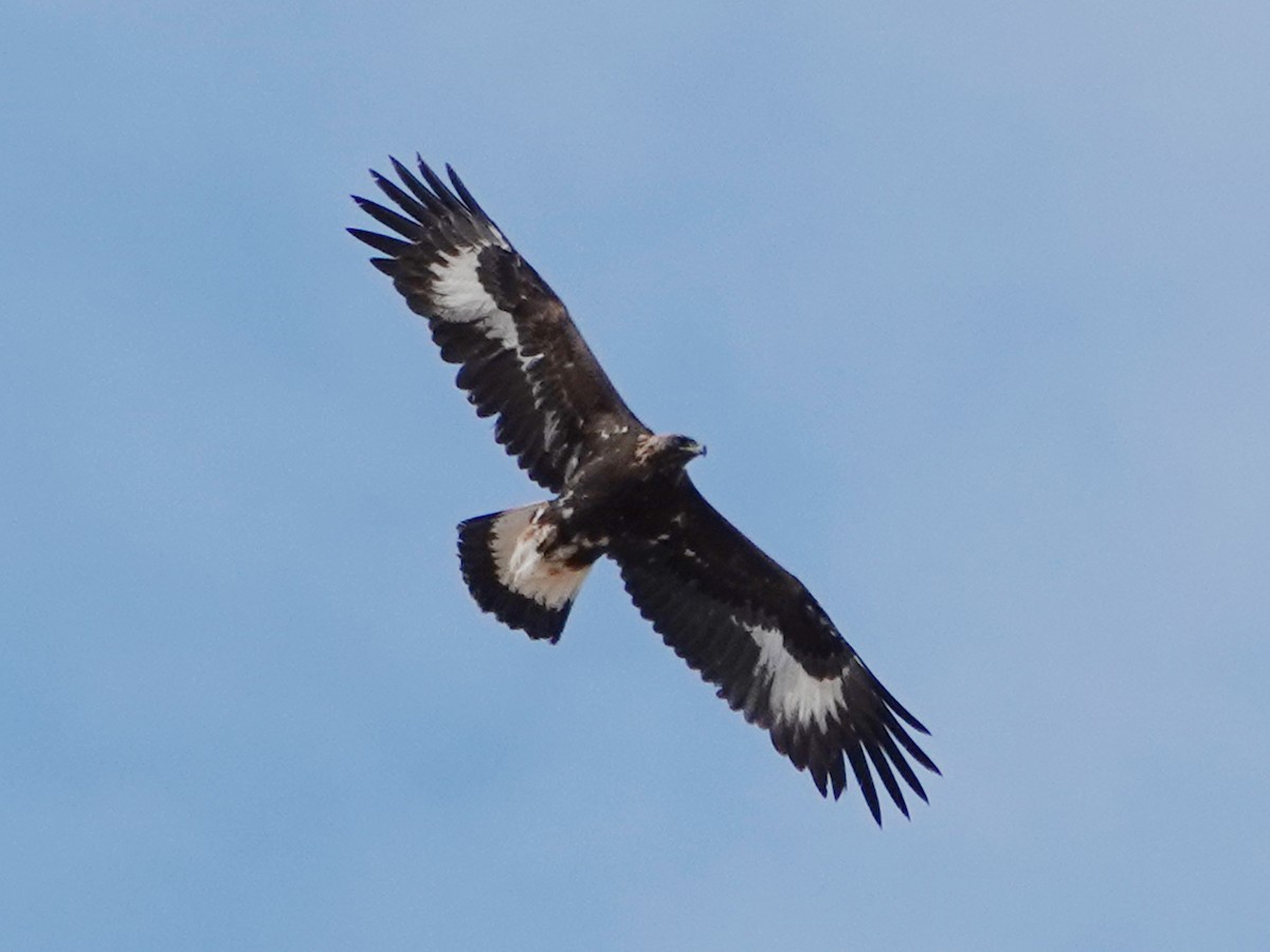 Golden Eagle - ML637216513