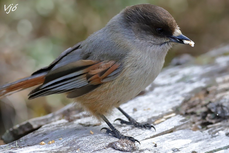 Siberian Jay - ML637216610