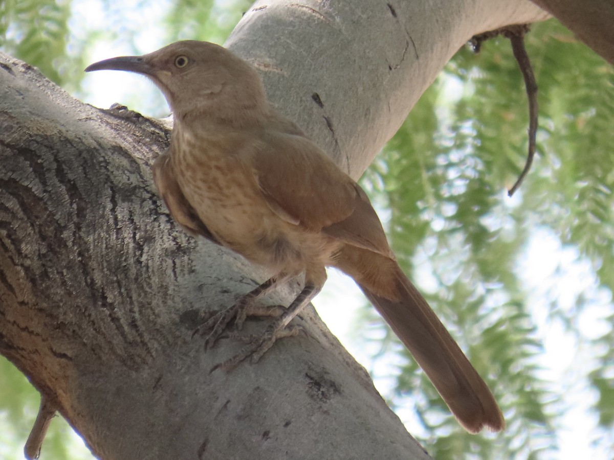 Curve-billed Thrasher - ML637216650