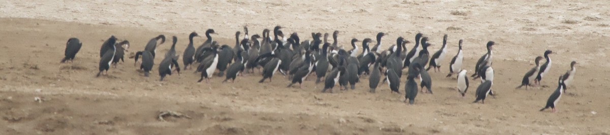 Guanay Cormorant - ML637216786