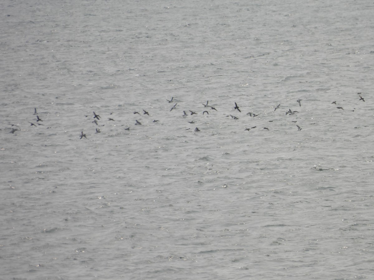 Manx Shearwater - ML637217012