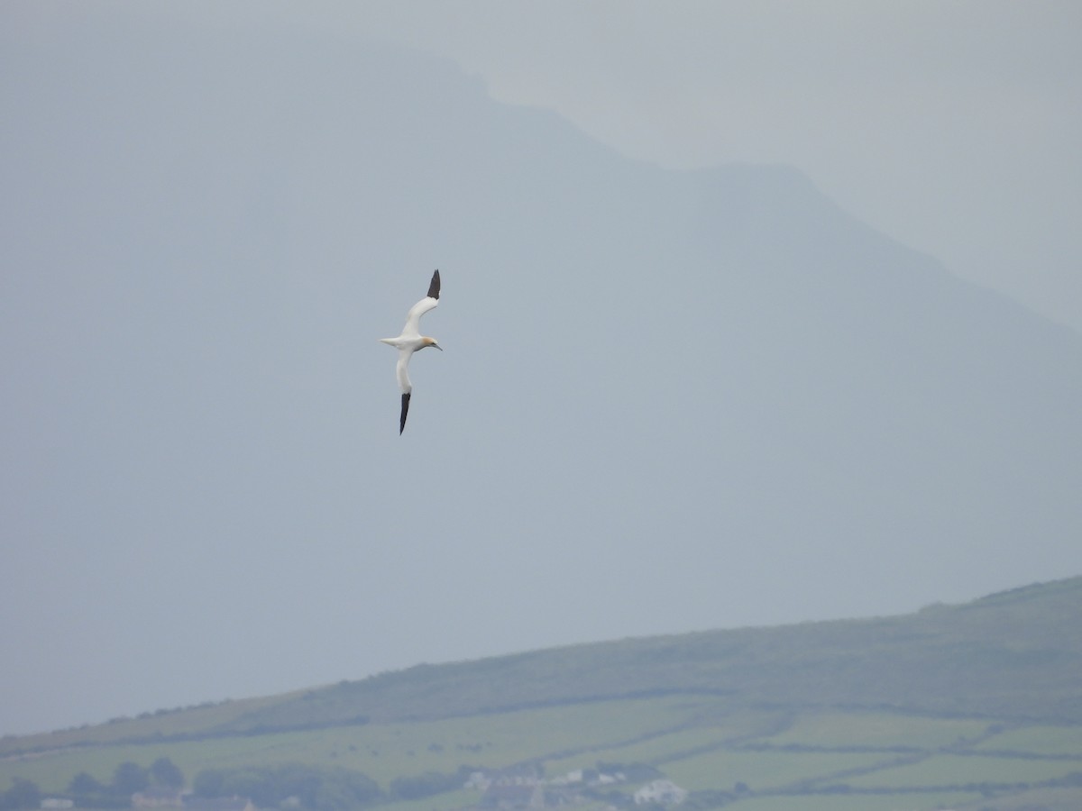 Northern Gannet - ML637217026