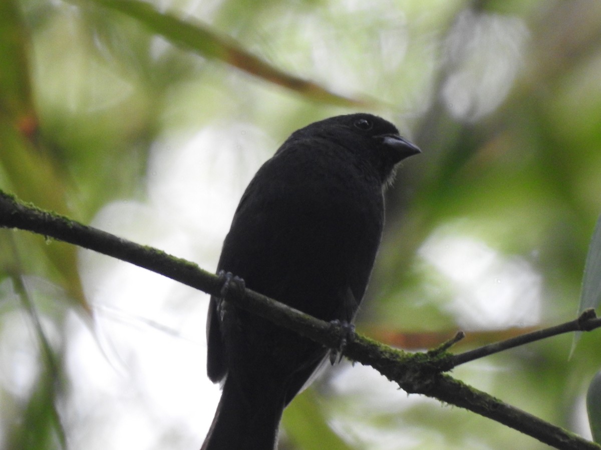 Ecuadorian Seedeater - ML637217055