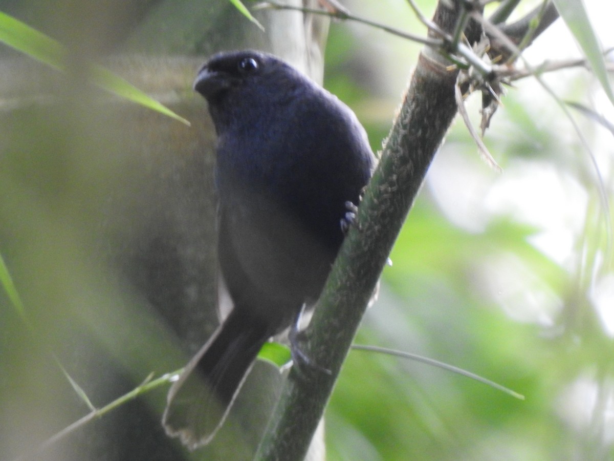 Ecuadorian Seedeater - ML637217058