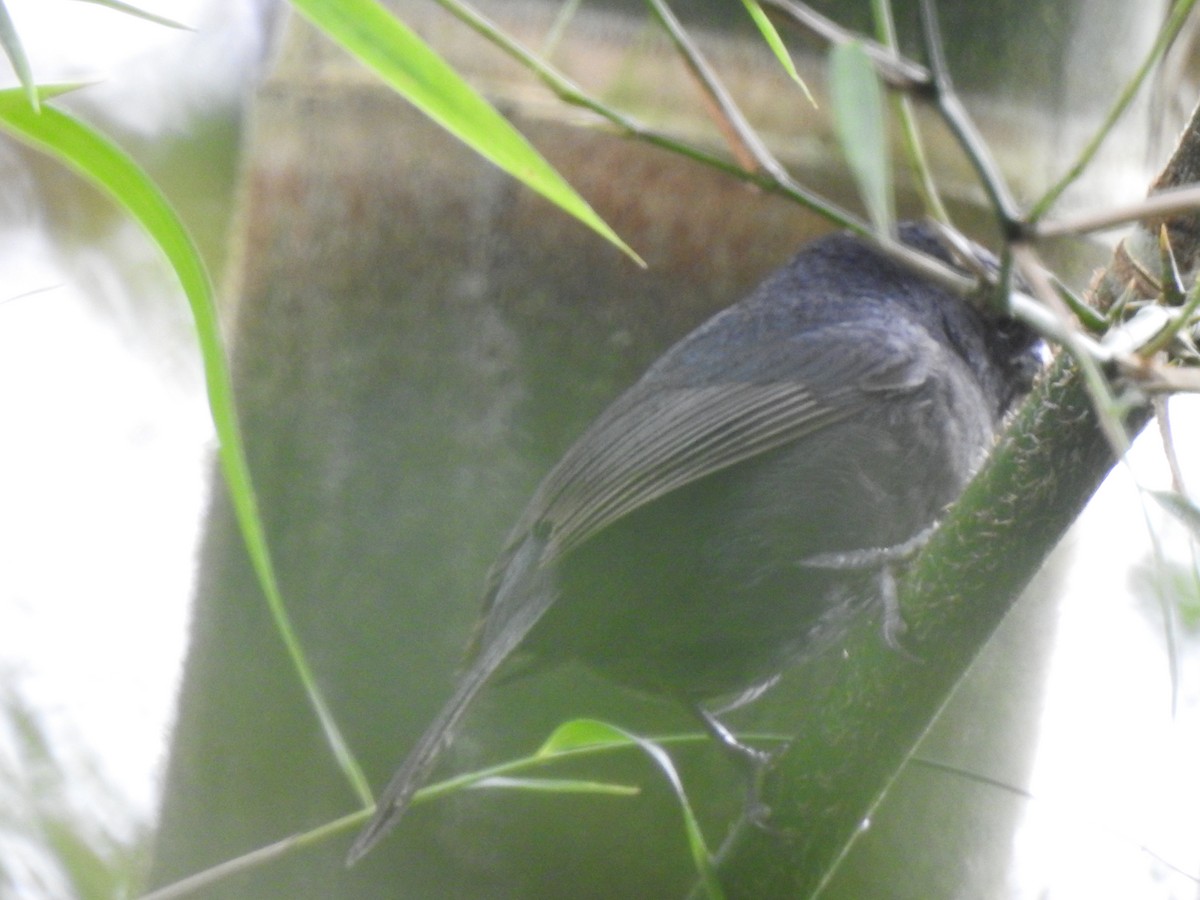 Ecuadorian Seedeater - ML637217059