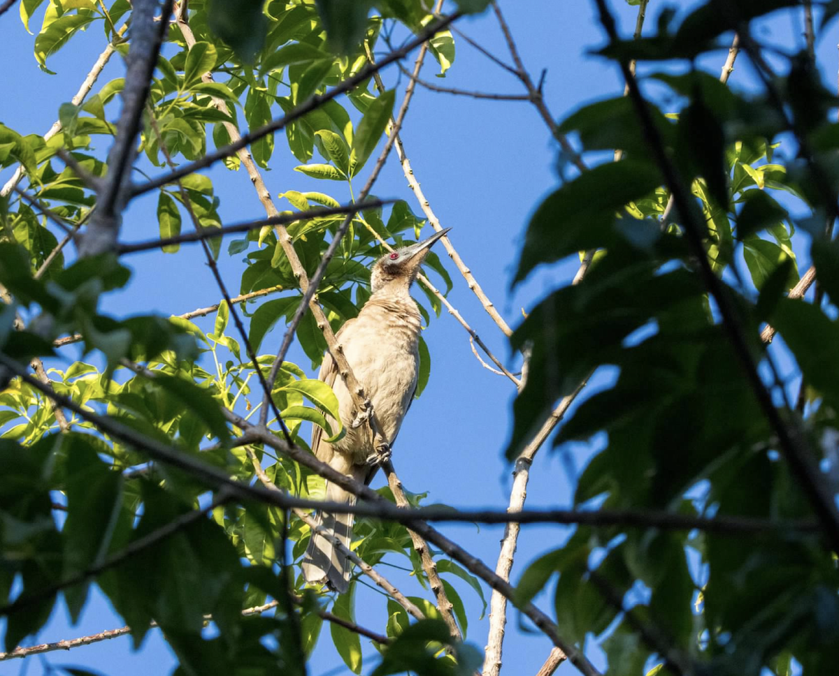 Helmeted Friarbird - ML637217082