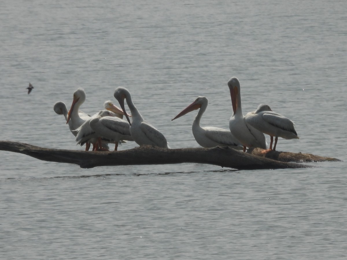 American White Pelican - ML637217097