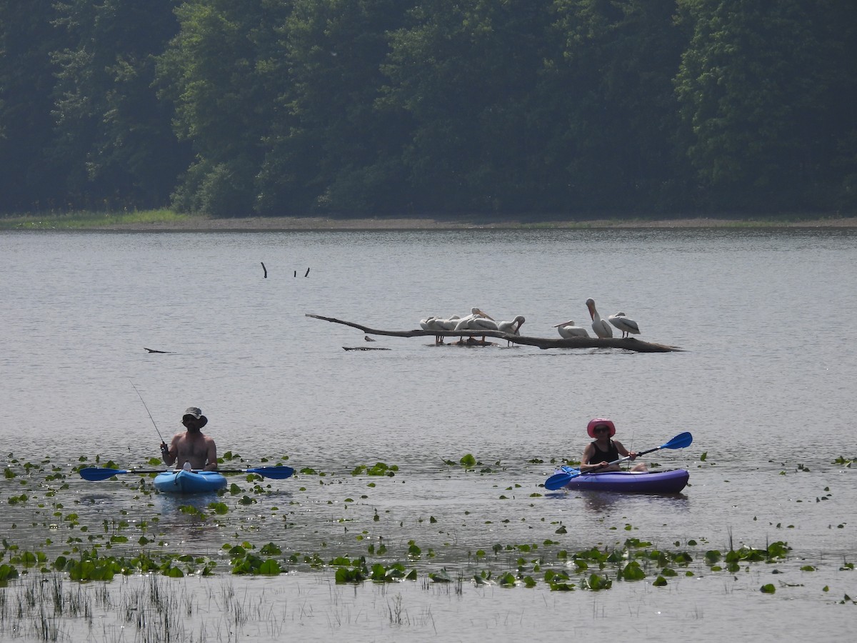American White Pelican - ML637217117