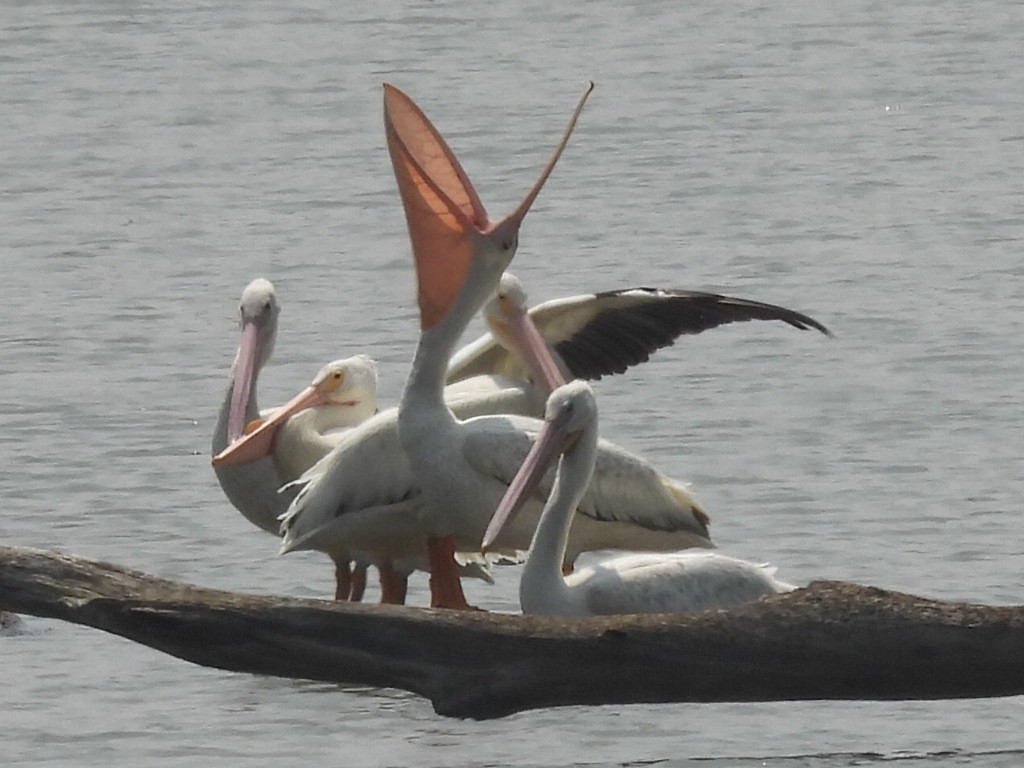 American White Pelican - ML637217139