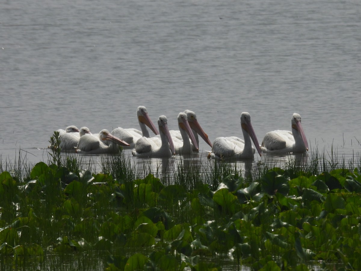 American White Pelican - ML637217151