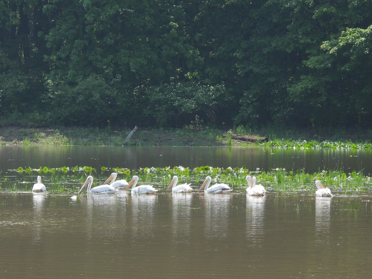 American White Pelican - ML637217183