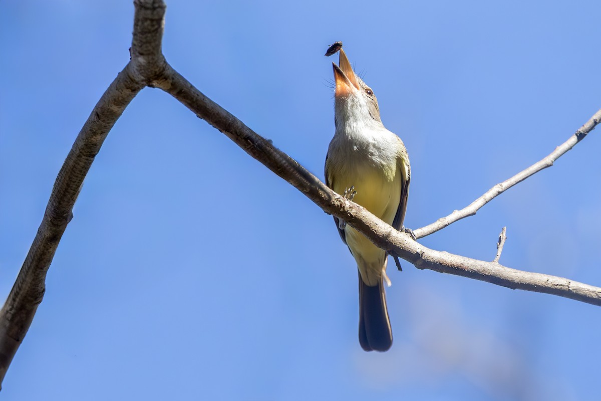 Swainson's Flycatcher - ML637217184