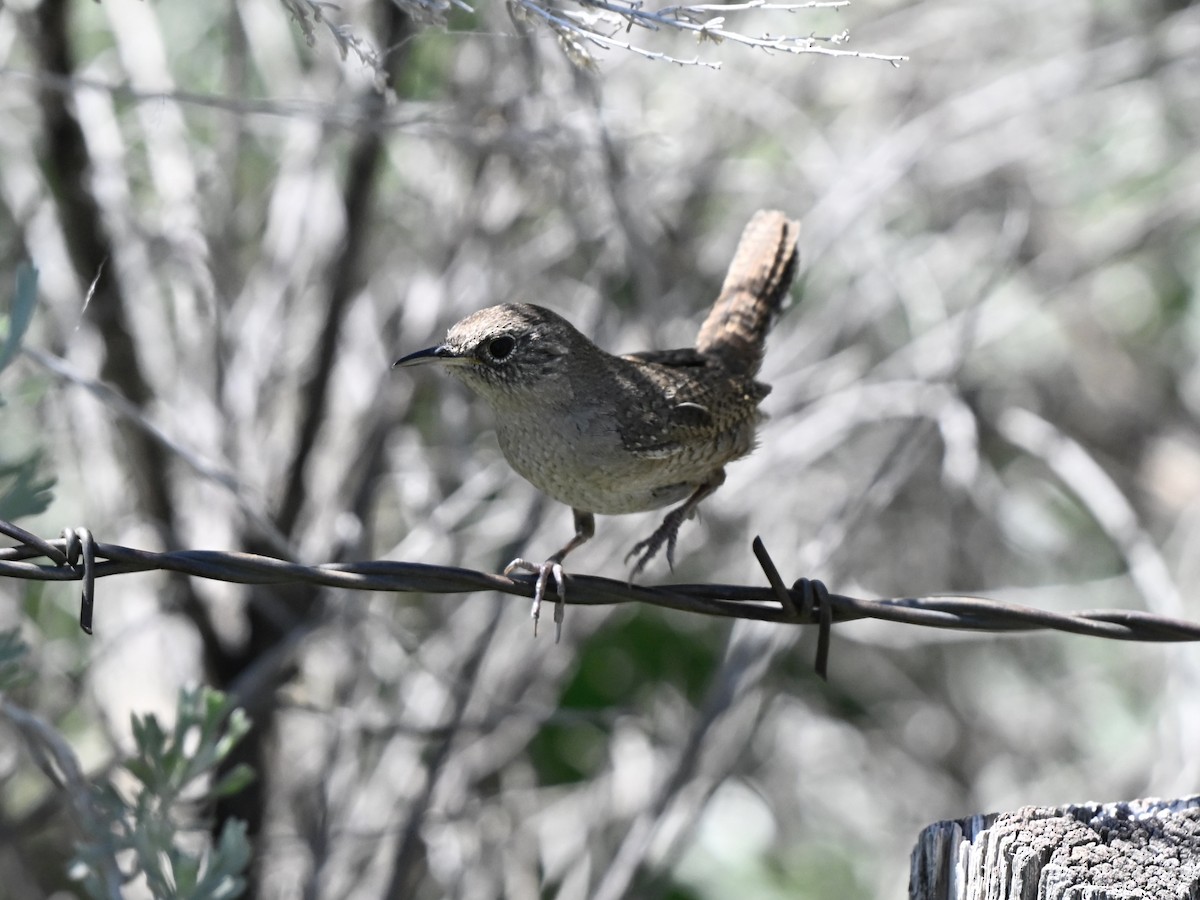 Northern House Wren - ML637217189