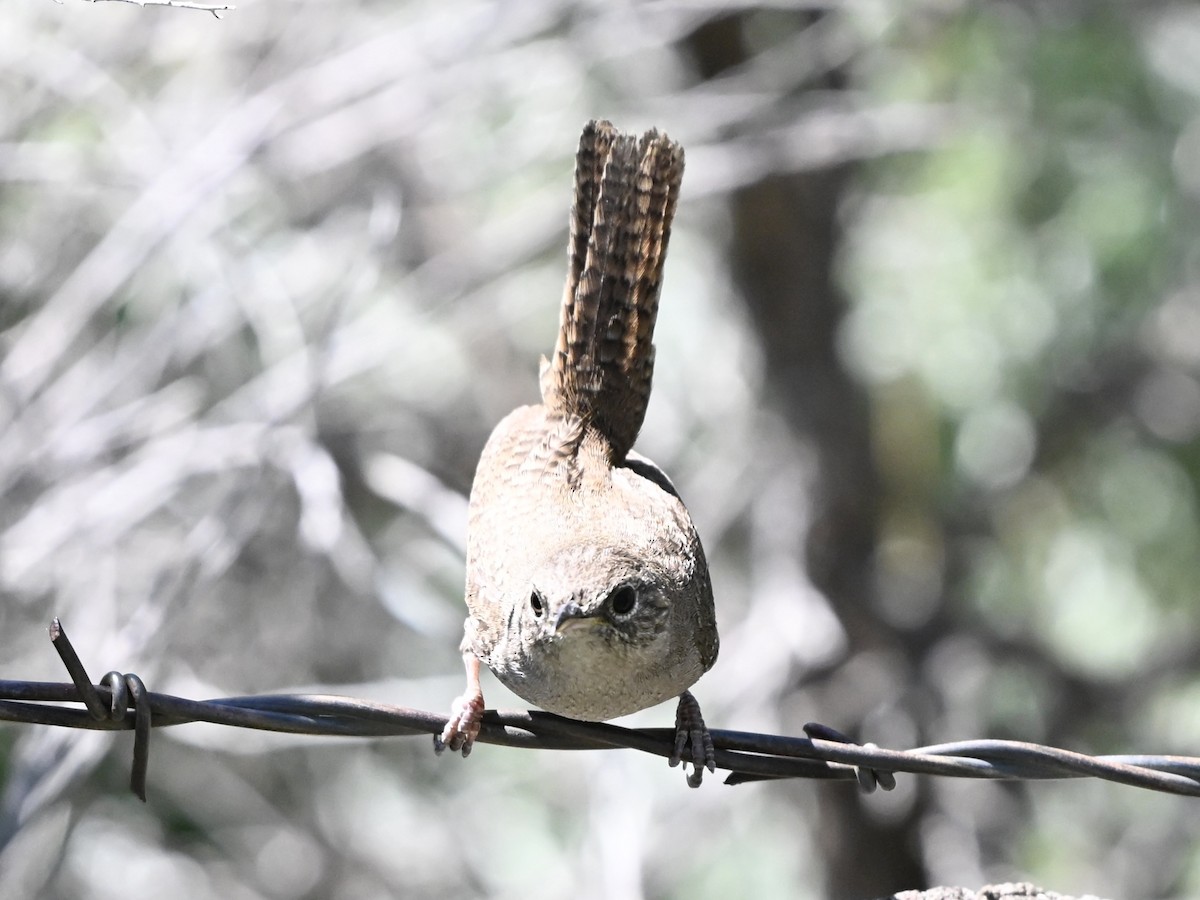 Northern House Wren - ML637217190