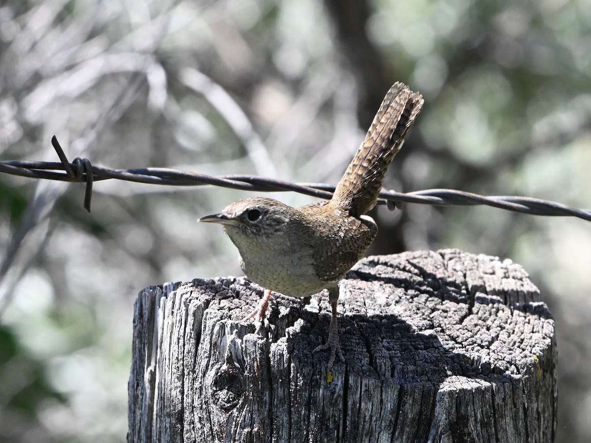 Northern House Wren - ML637217192