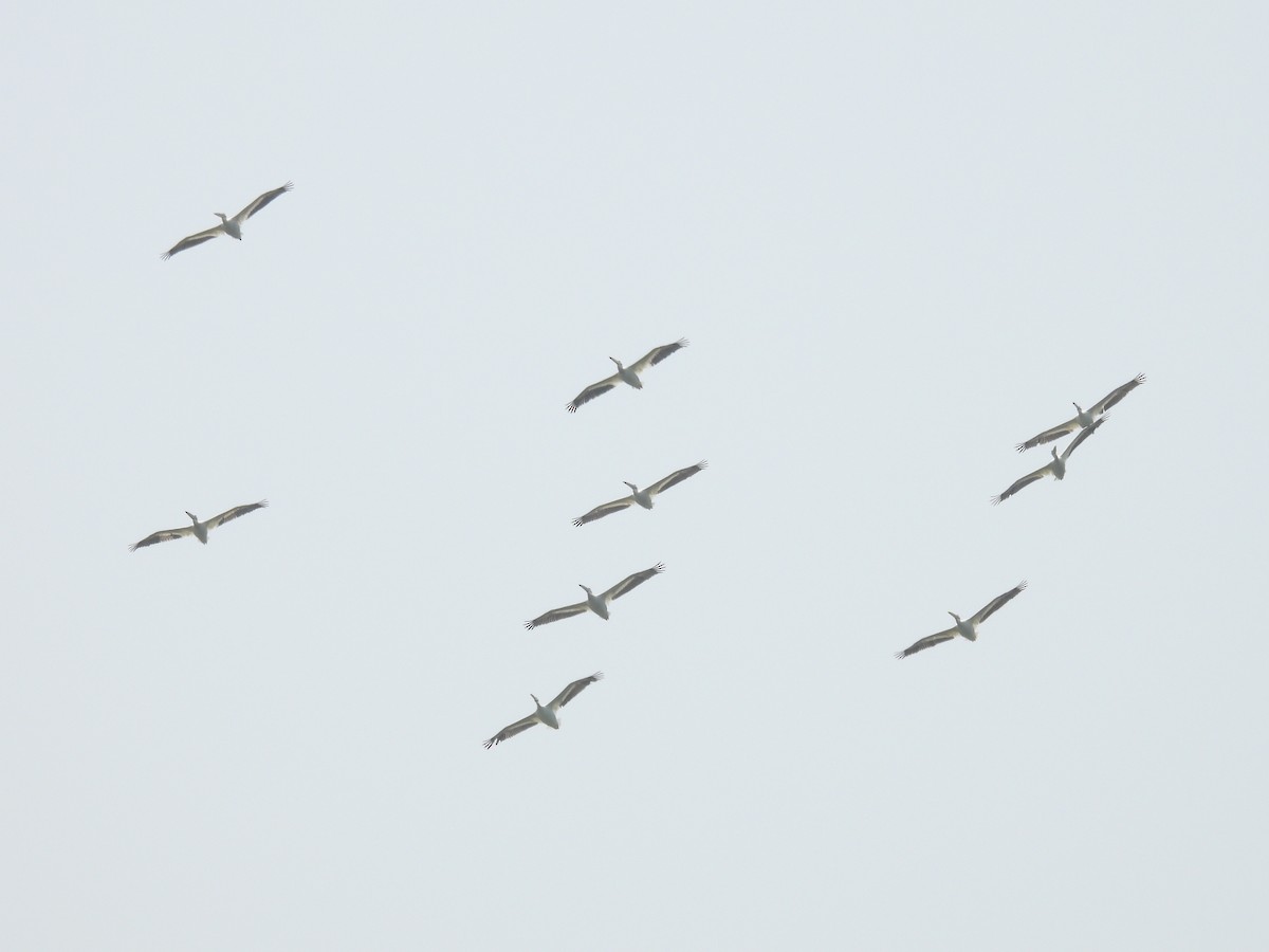 American White Pelican - ML637217209