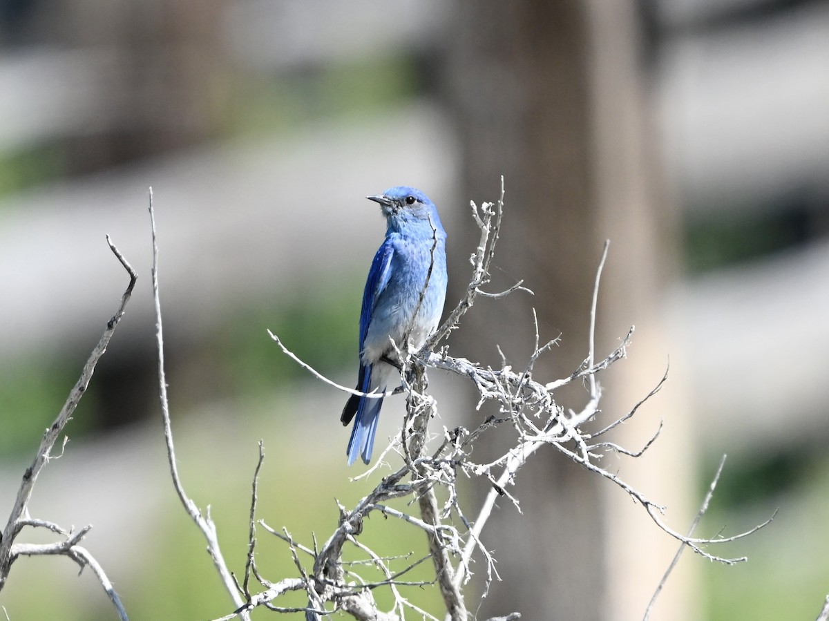 Mountain Bluebird - ML637217211