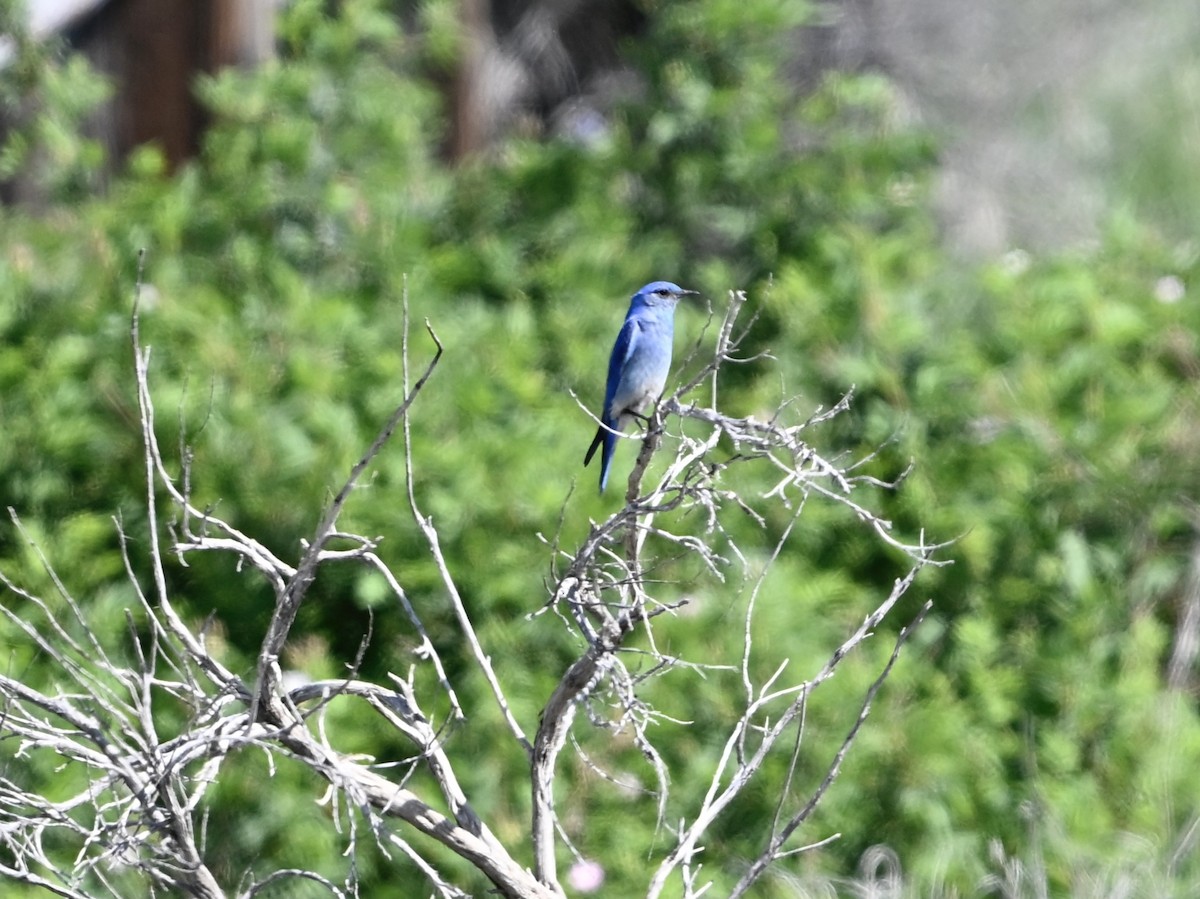 Mountain Bluebird - ML637217212