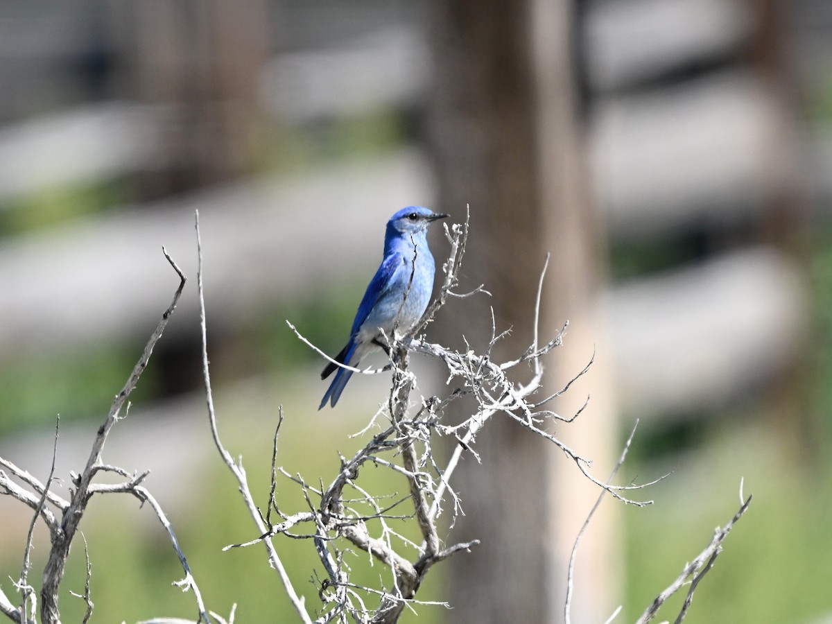 Mountain Bluebird - ML637217213