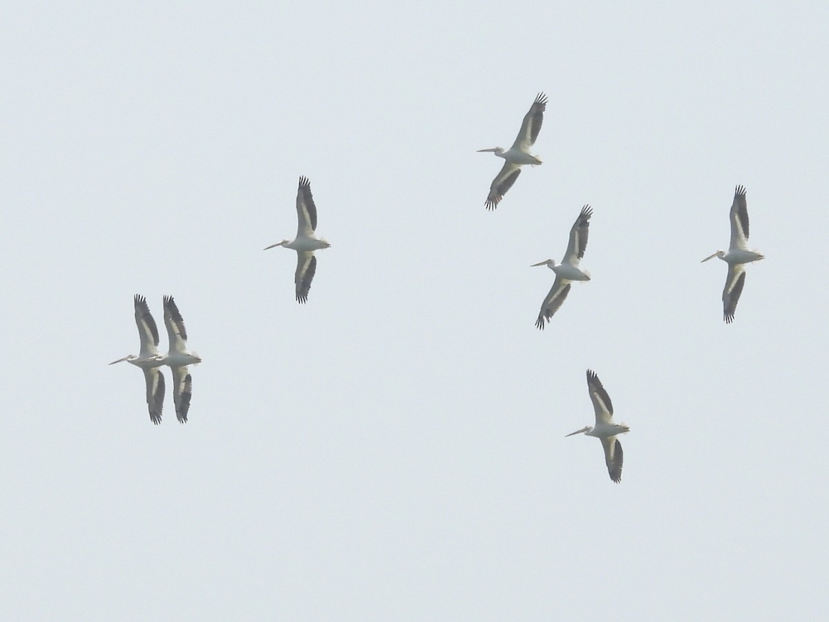 American White Pelican - ML637217235