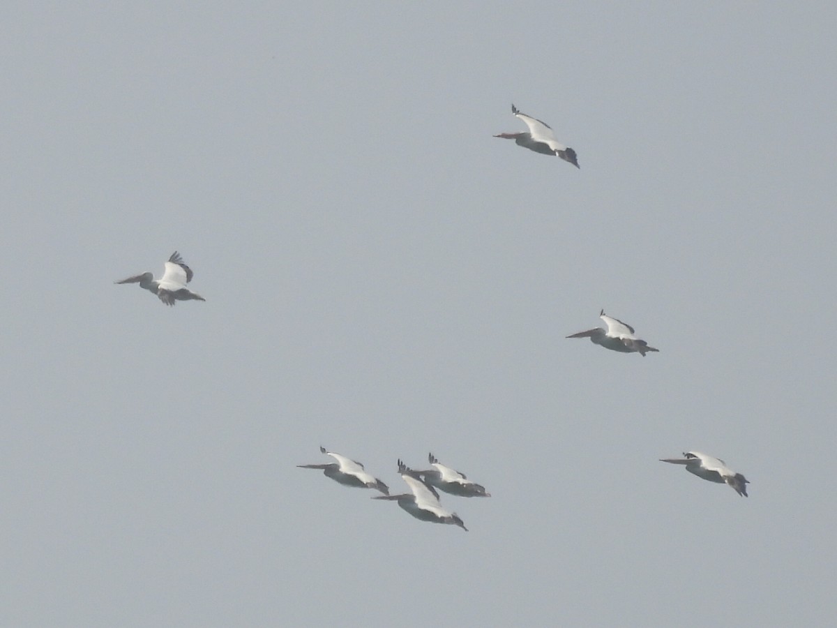 American White Pelican - ML637217251