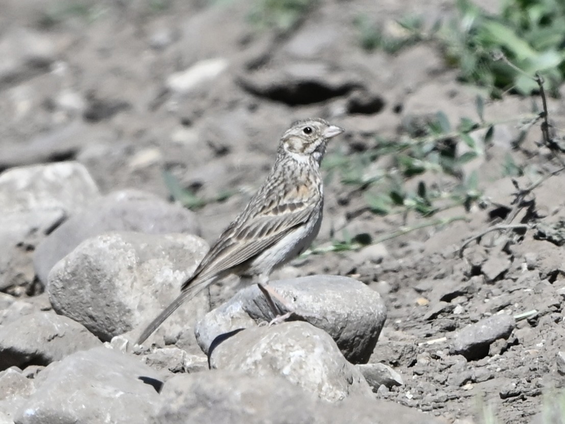 Vesper Sparrow - ML637217267