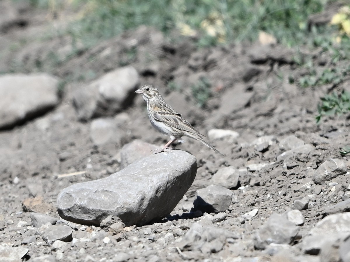 Vesper Sparrow - ML637217268