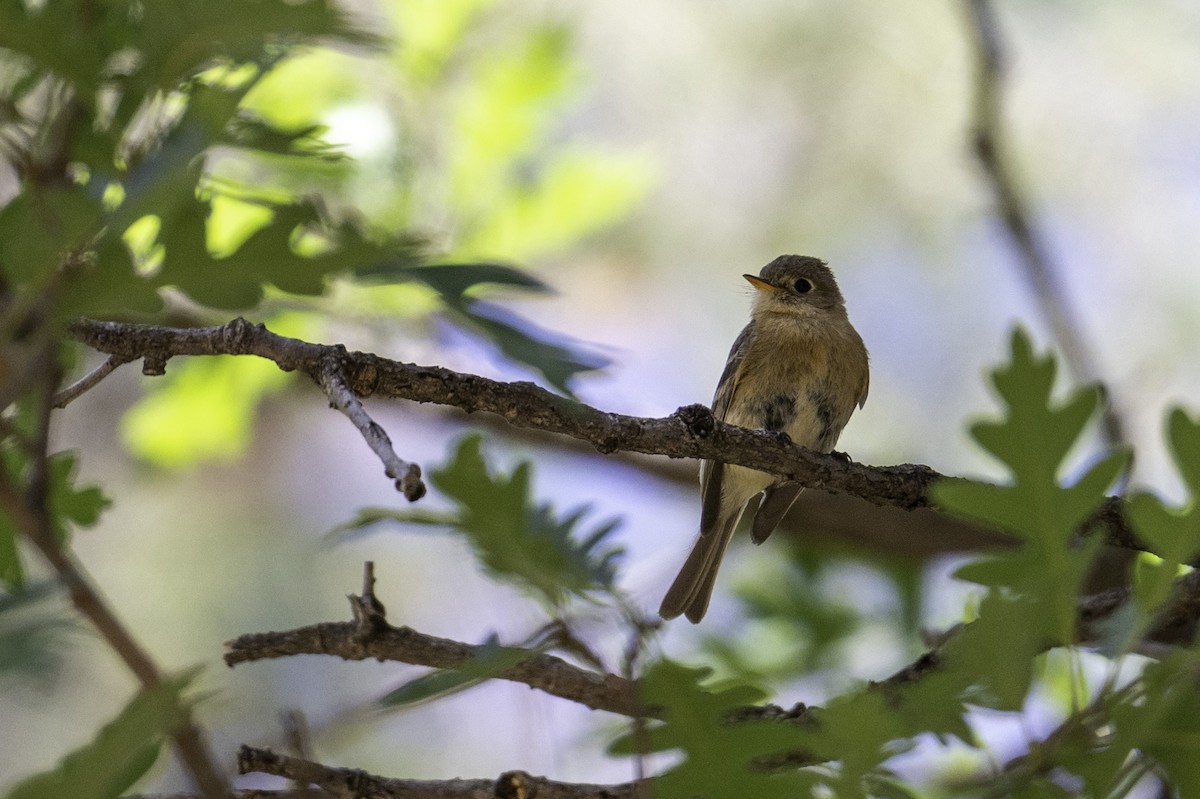 Buff-breasted Flycatcher - ML637217278