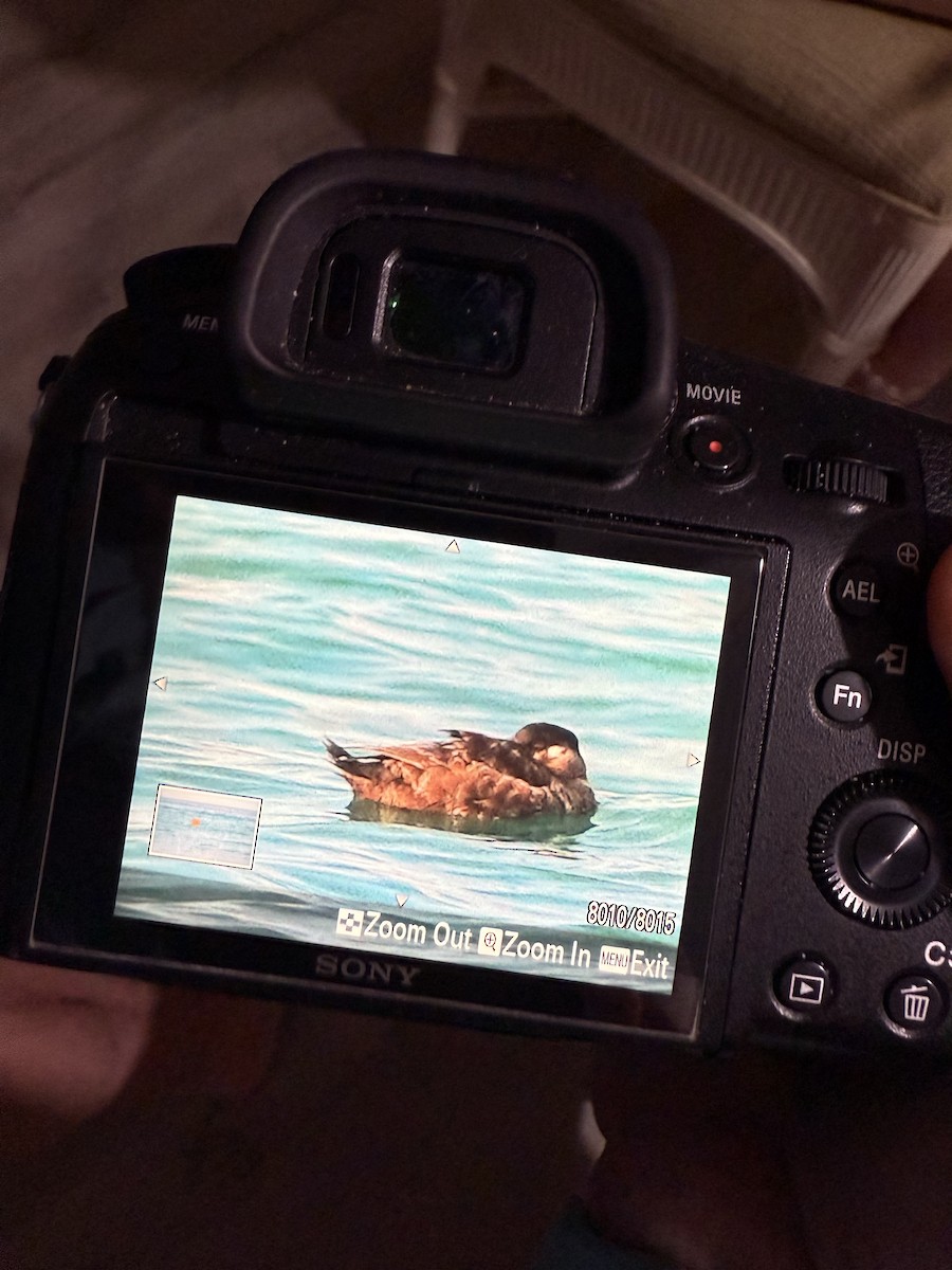 Surf Scoter - ML637217363