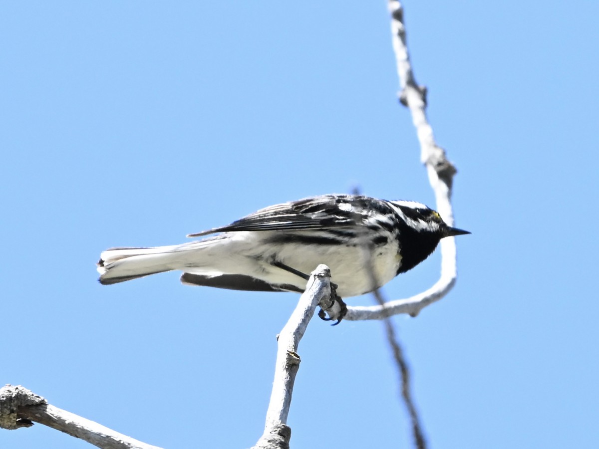 Black-throated Gray Warbler - ML637217384