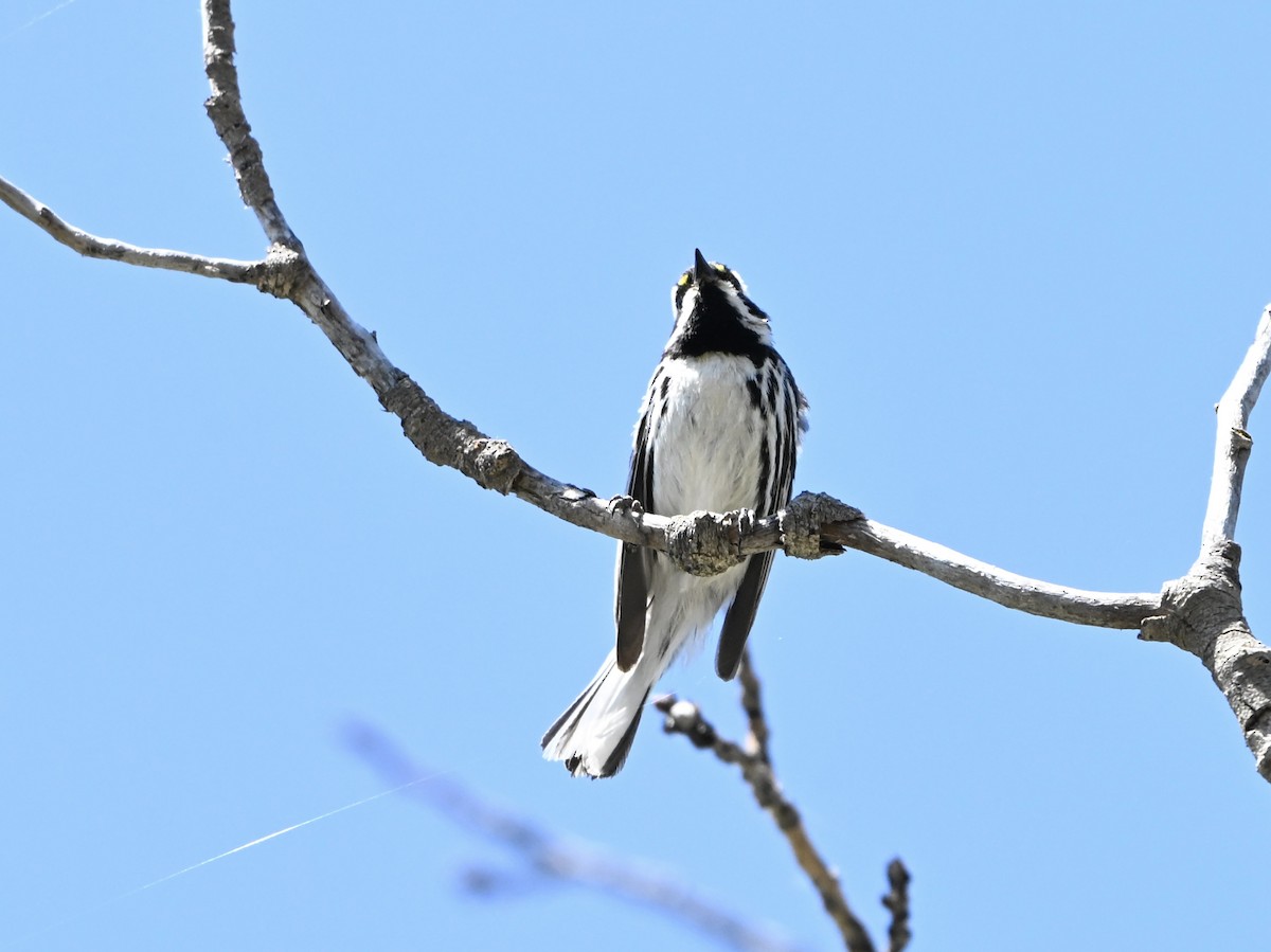 Black-throated Gray Warbler - ML637217385