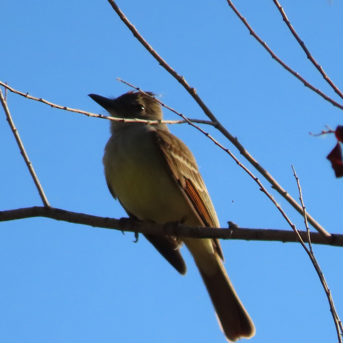 Brown-crested Flycatcher - ML637217406