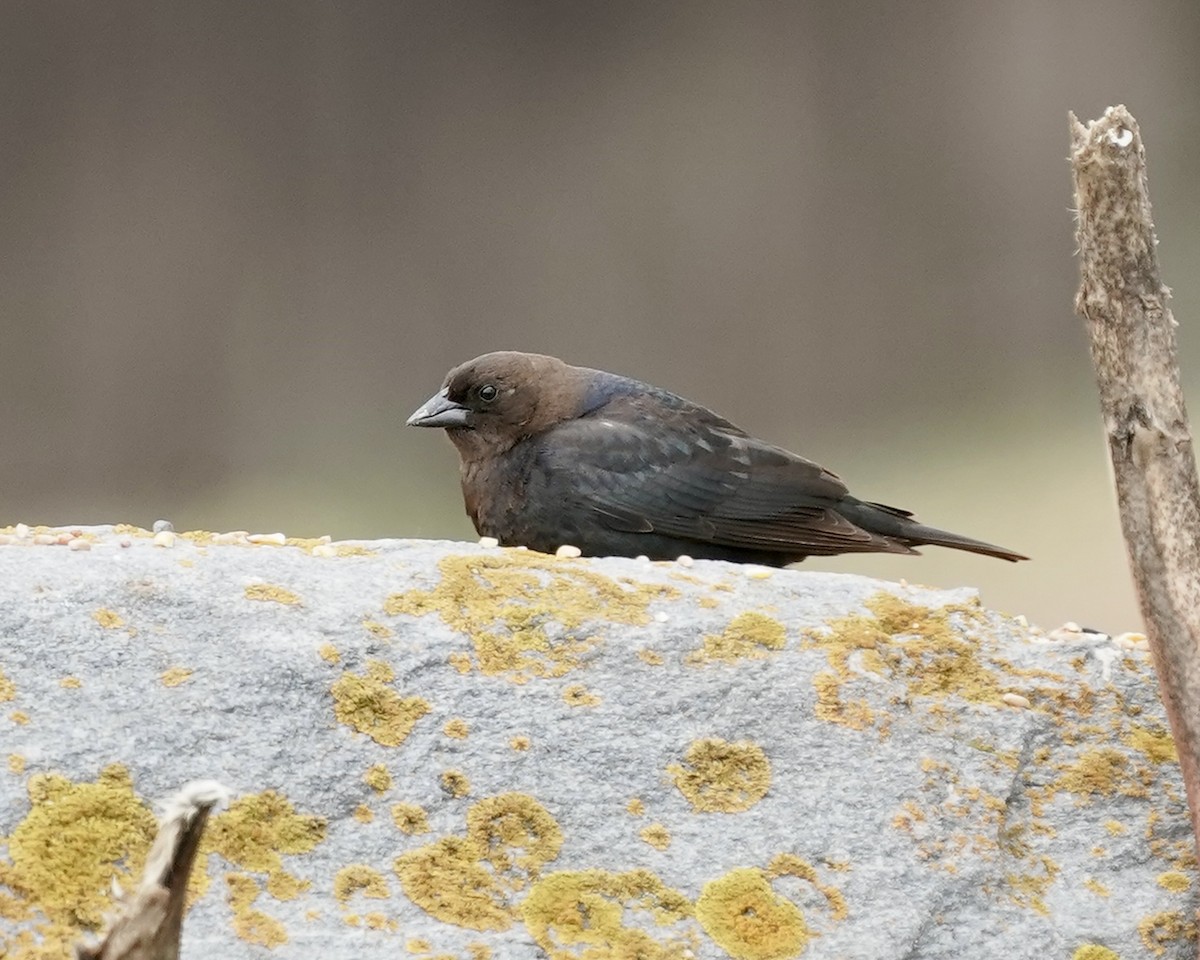 Brown-headed Cowbird - ML637217414