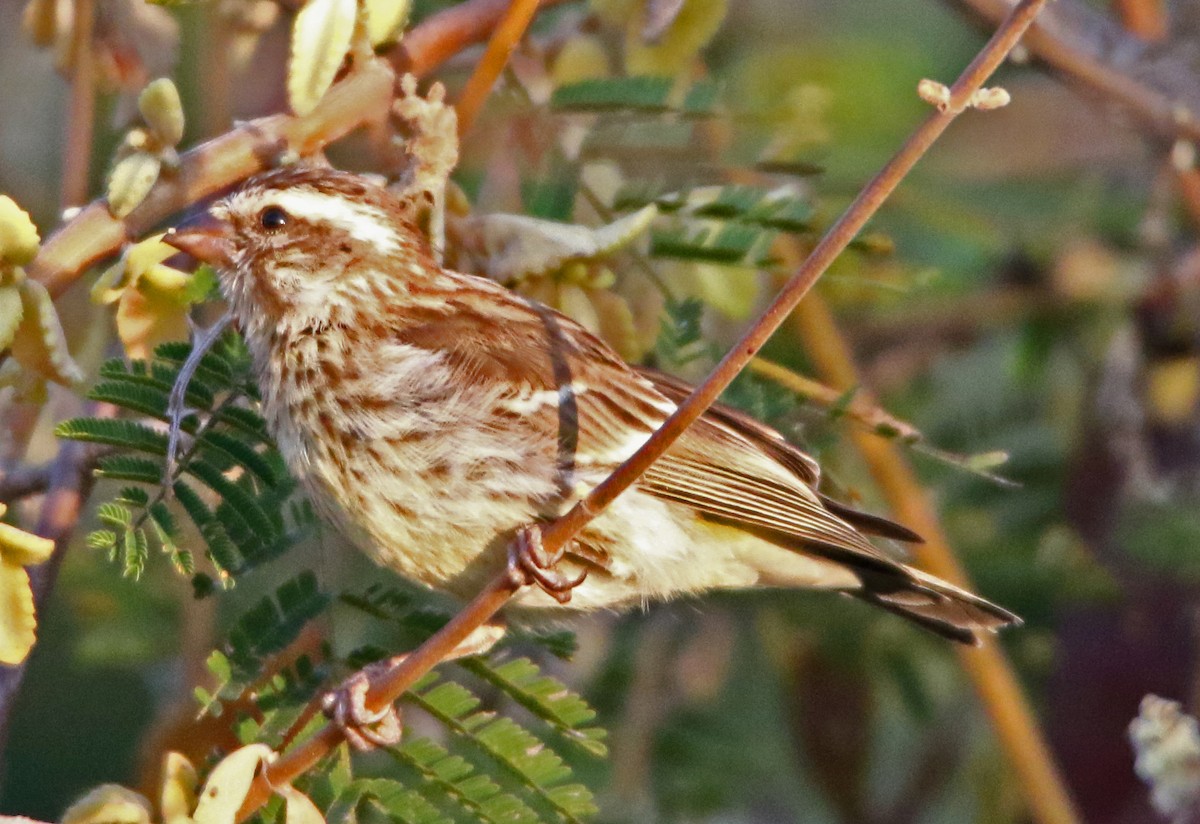 Reichenow's Seedeater - ML637217425