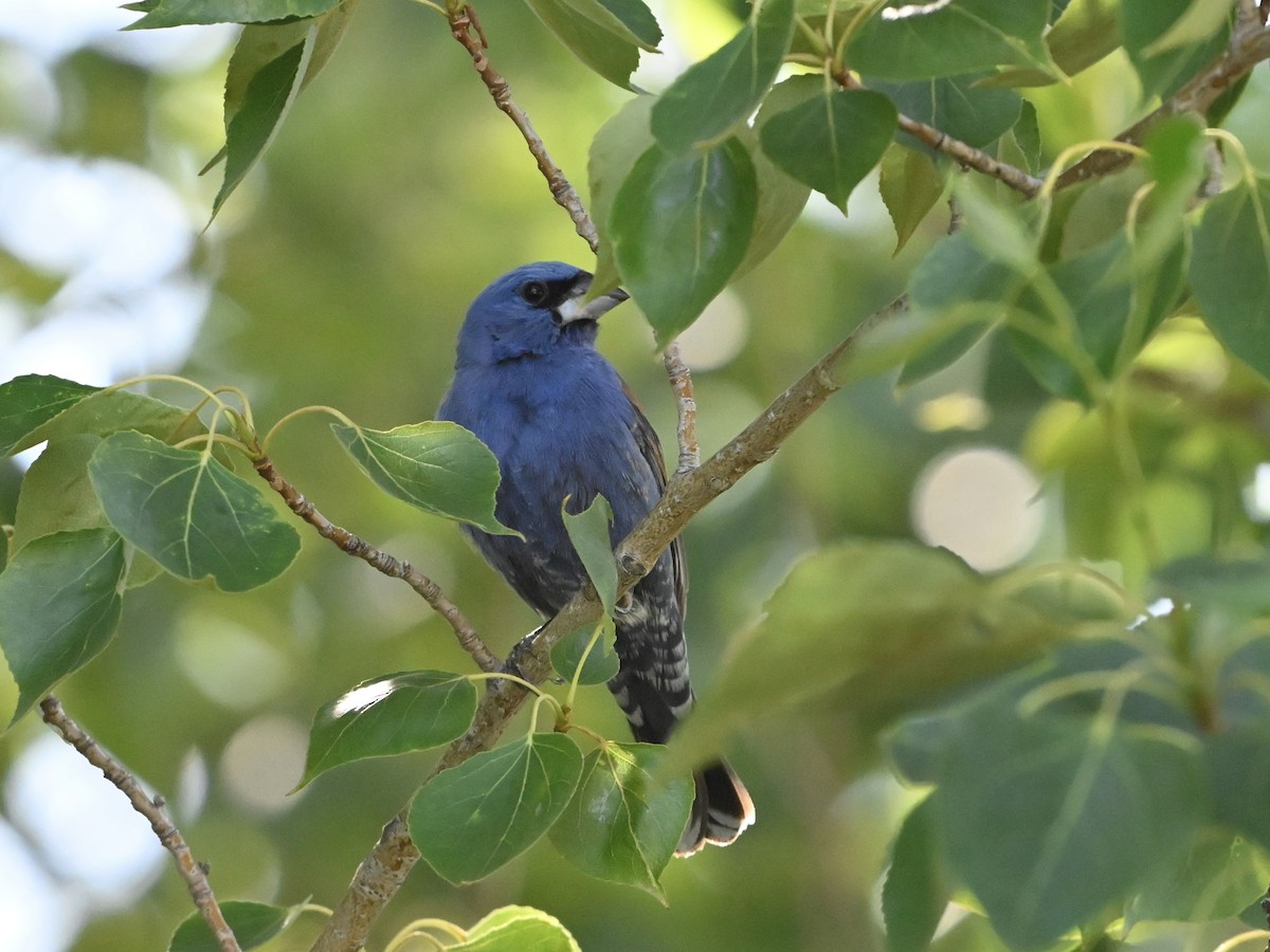 Blue Grosbeak - ML637217438
