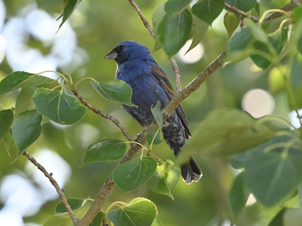 Blue Grosbeak - ML637217439