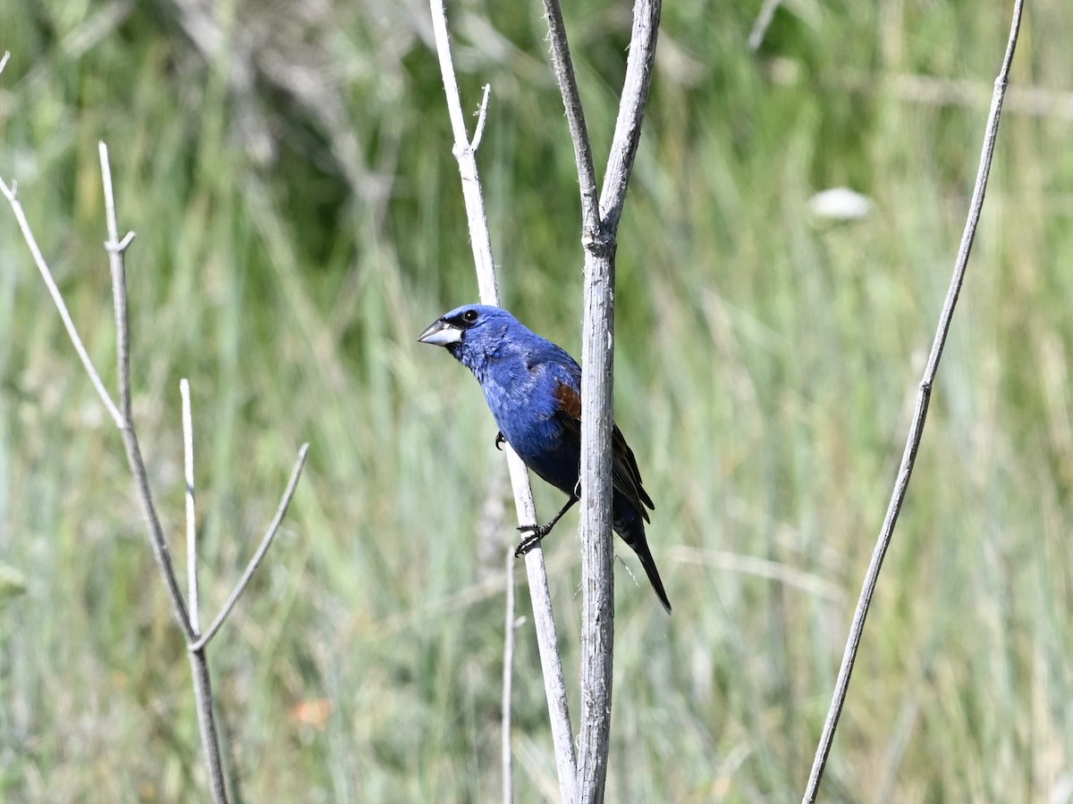Blue Grosbeak - ML637217440