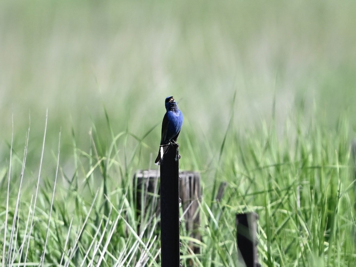 Blue Grosbeak - ML637217441