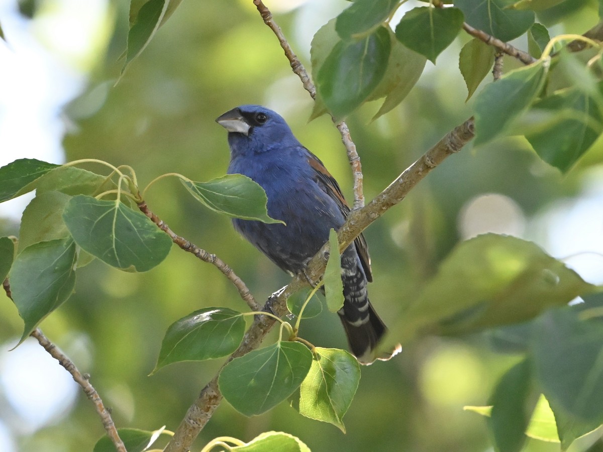 Blue Grosbeak - ML637217442