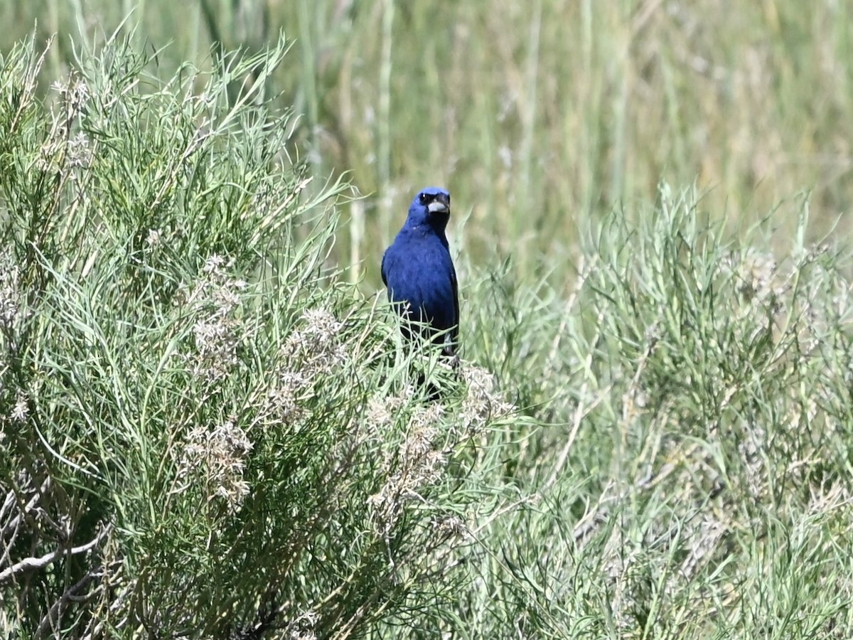 Blue Grosbeak - ML637217443
