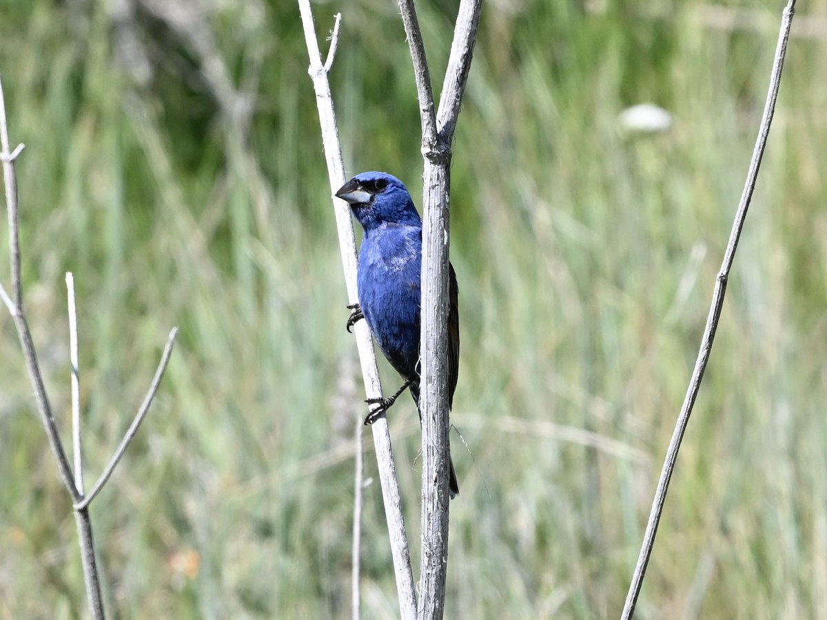 Blue Grosbeak - ML637217444