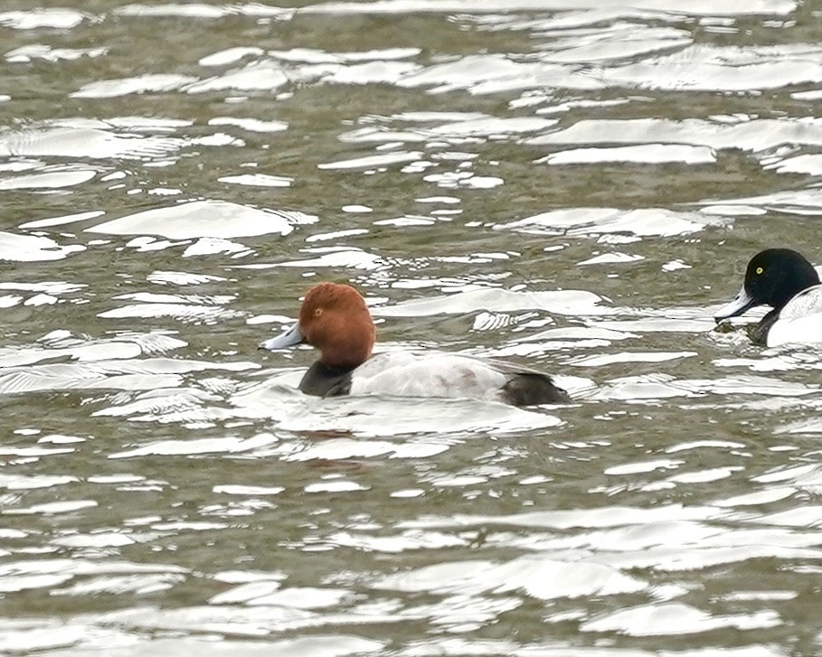 Redhead - ML637217464