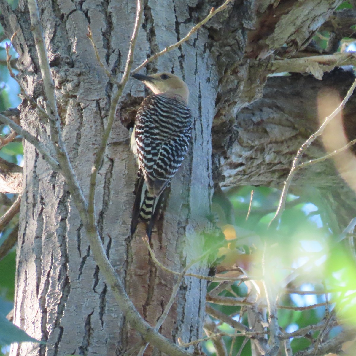 Gila Woodpecker - ML637217467