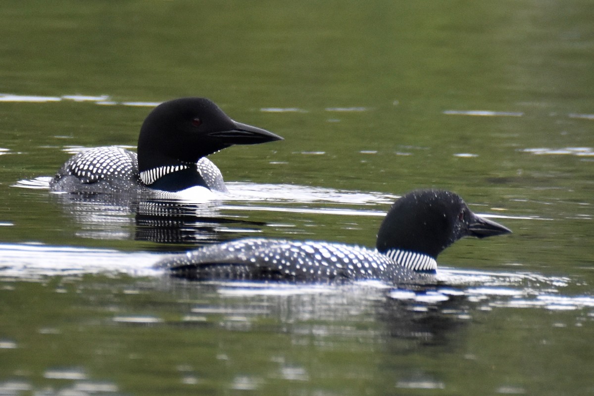 Common Loon - ML637217536