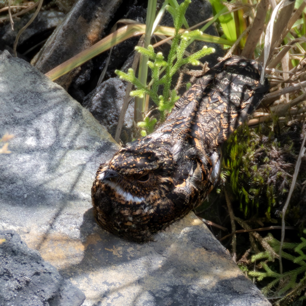 Blackish Nightjar - ML637217547
