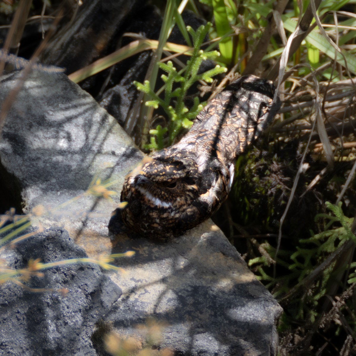 Blackish Nightjar - ML637217556