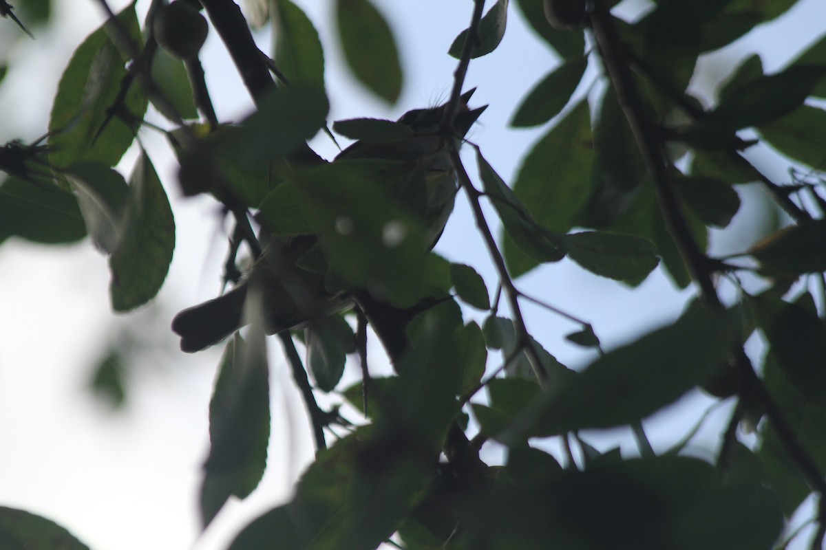 Yellow-rumped Tinkerbird - ML637217714