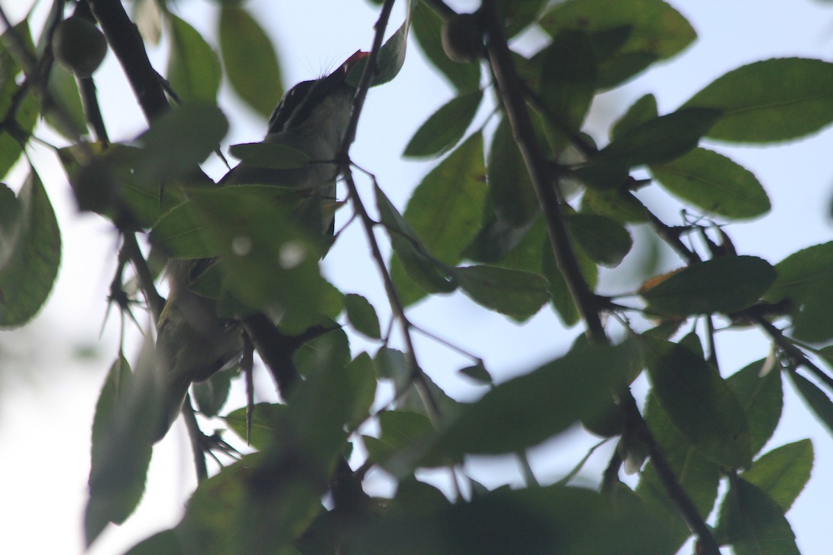 Yellow-rumped Tinkerbird - ML637217715