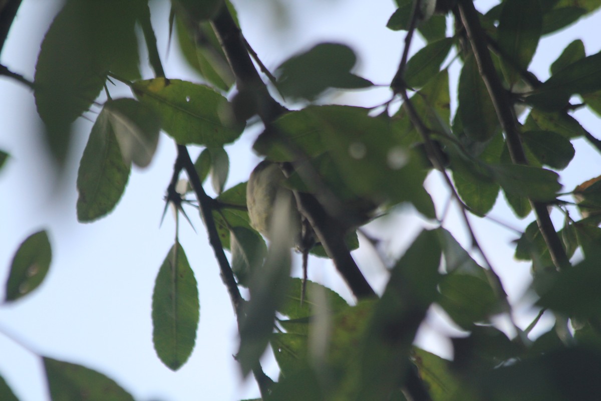 Yellow-rumped Tinkerbird - ML637217716